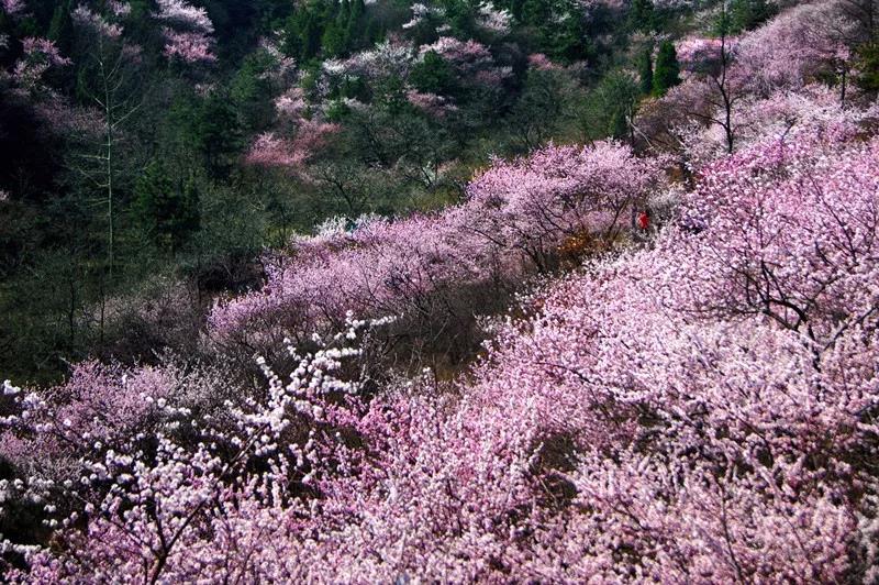 来秋沟！看3D立体山桃花海！