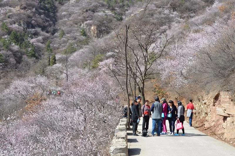 来秋沟！看3D立体山桃花海！