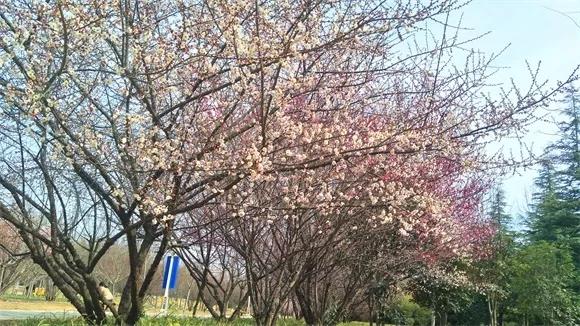 绿博园：2019春季问花节3月30日开幕