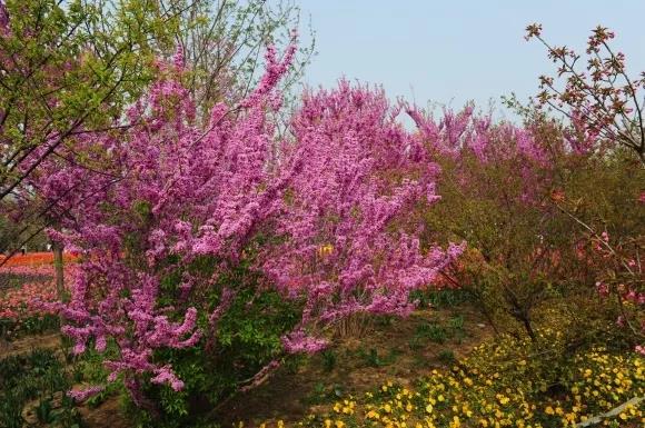 绿博园：2019春季问花节3月30日开幕