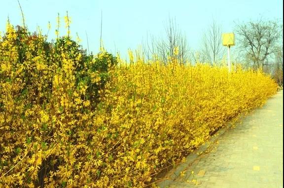 绿博园：2019春季问花节3月30日开幕