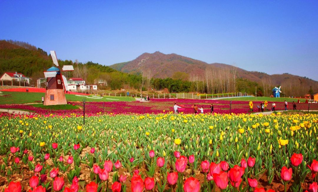 半价游郁金香花海，花千谷开园啦！！！