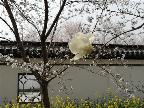 “浪漫花都,樱你而美”第三届唐韵樱花节盛大开幕! “浪漫花都,樱你而美”第三届唐韵樱花节盛大开幕!