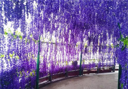 “仙境花海 逐梦圣山”老君山仙山花海节明日启幕! “仙境花海 逐梦圣山”老君山仙山花海节明日启幕!