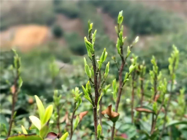 春山新雨后，鸡公山惊现云海仙境