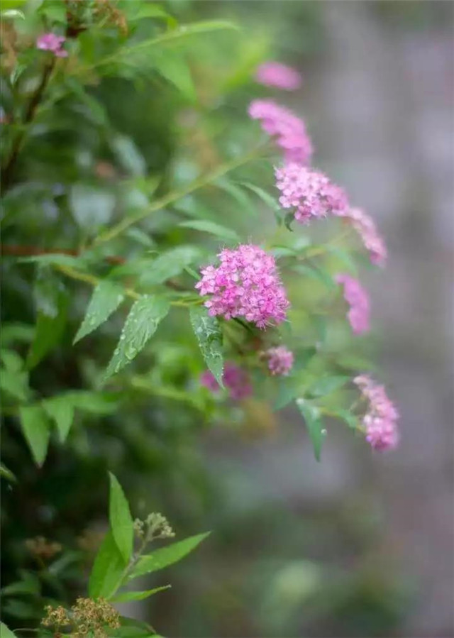 春山新雨后，鸡公山惊现云海仙境