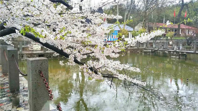 春山新雨后，鸡公山惊现云海仙境