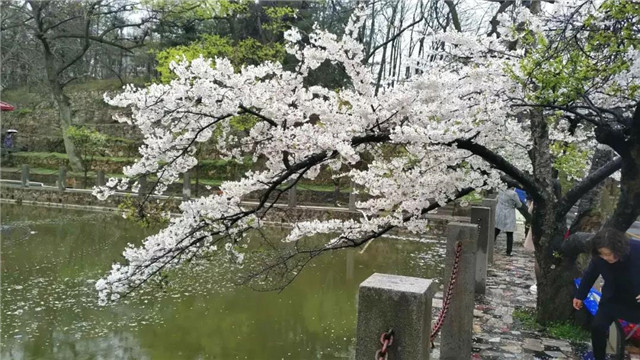 春山新雨后，鸡公山惊现云海仙境