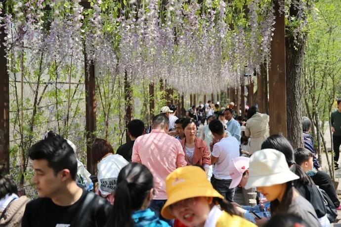 仅3天11万游客到云台山疯狂打卡！