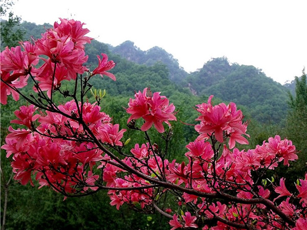 第十八届河南·汝阳杜鹃花节暨炎黄文化节隆重开幕