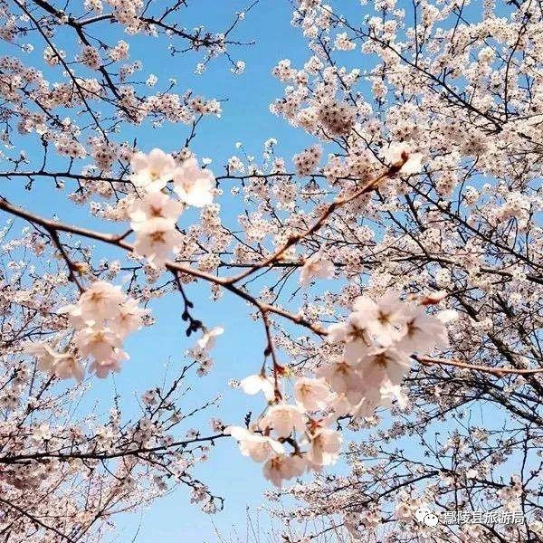 鄢陵县:“五一”小长假旅游综述 鄢陵县:“五一”小长假旅游综述