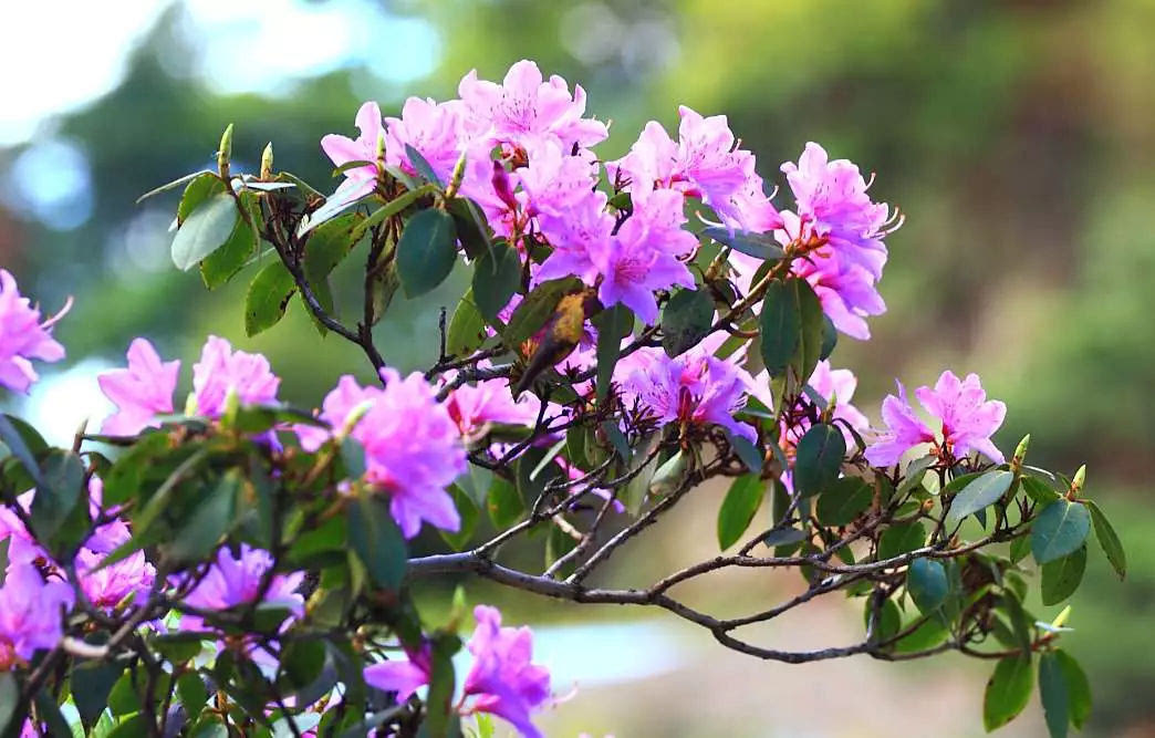 龙峪湾：2019年首届云巅杜鹃花节圆满落幕