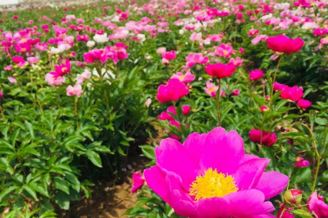 栾川赤土店：九鼎沟首届“高山牡丹节”将于6月1日盛大开幕！