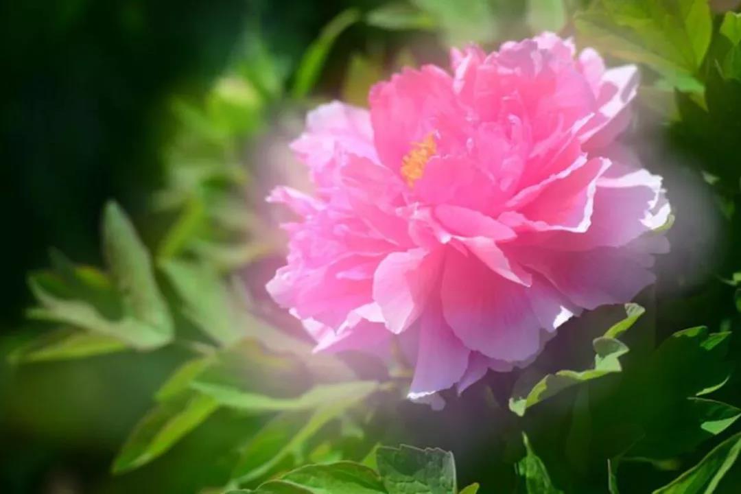 栾川赤土店：九鼎沟首届“高山牡丹节”将于6月1日盛大开幕！