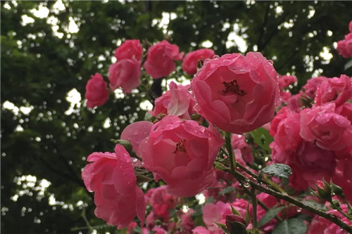 畅游鸡冠洞 开启清凉消夏之旅