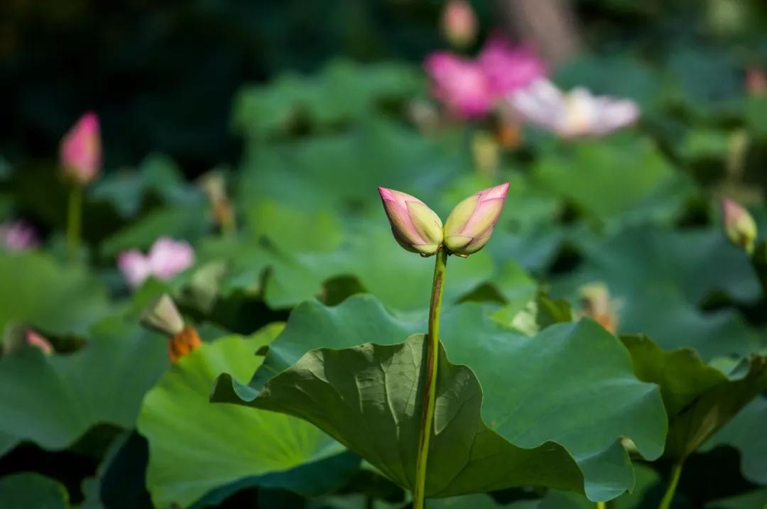  围观！“莲莲”不舍并蒂莲，现身《禅宗少林·音乐大典》