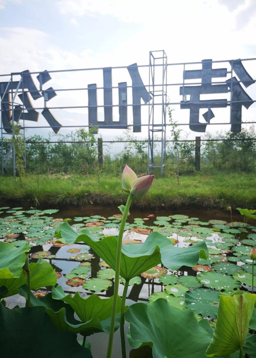  围观！“莲莲”不舍并蒂莲，现身《禅宗少林·音乐大典》
