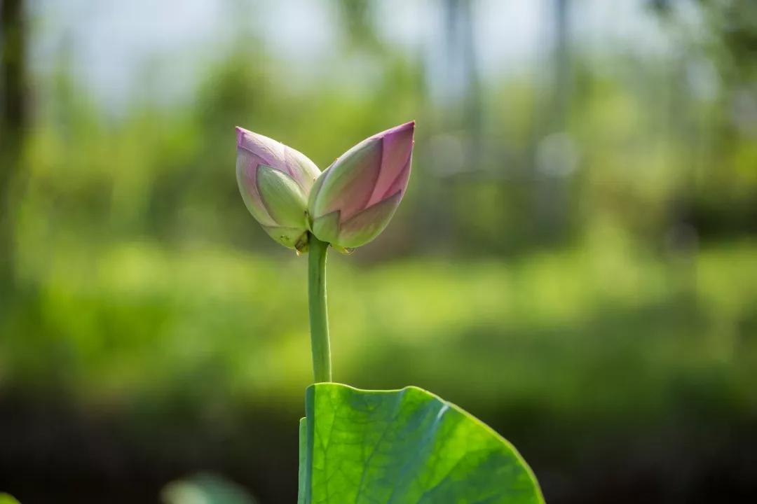  围观！“莲莲”不舍并蒂莲，现身《禅宗少林·音乐大典》