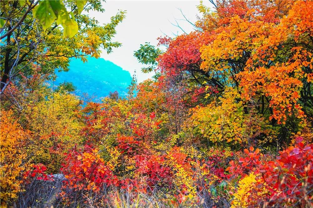 深秋的云台山漫山“花”开！摄影师都疯狂了！