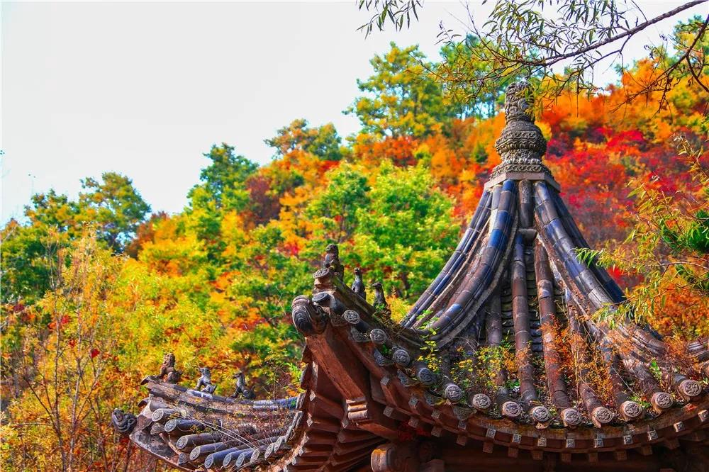 深秋的云台山漫山“花”开！摄影师都疯狂了！