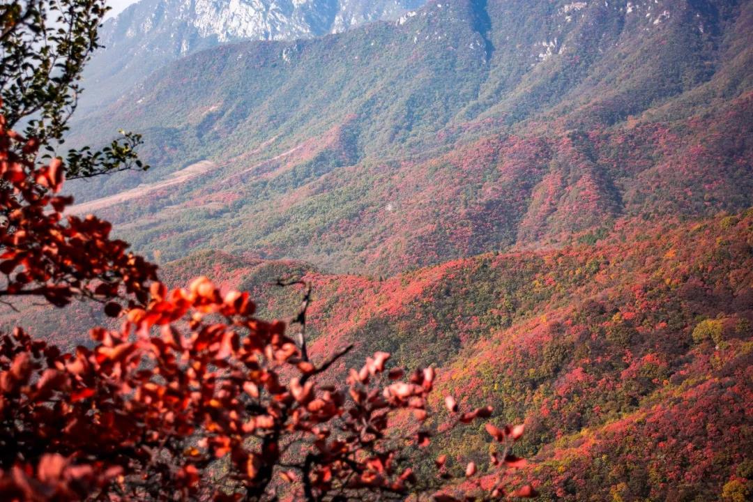 游嵩山、赏红叶、观大典，这样的“绝色”怎能错过！