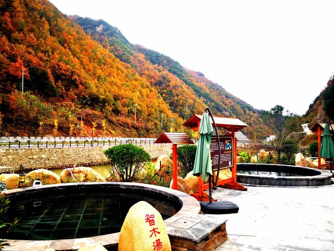 汤河首届“红叶温泉节”炫丽开幕，进店有礼，这些人还能免费泡温泉！