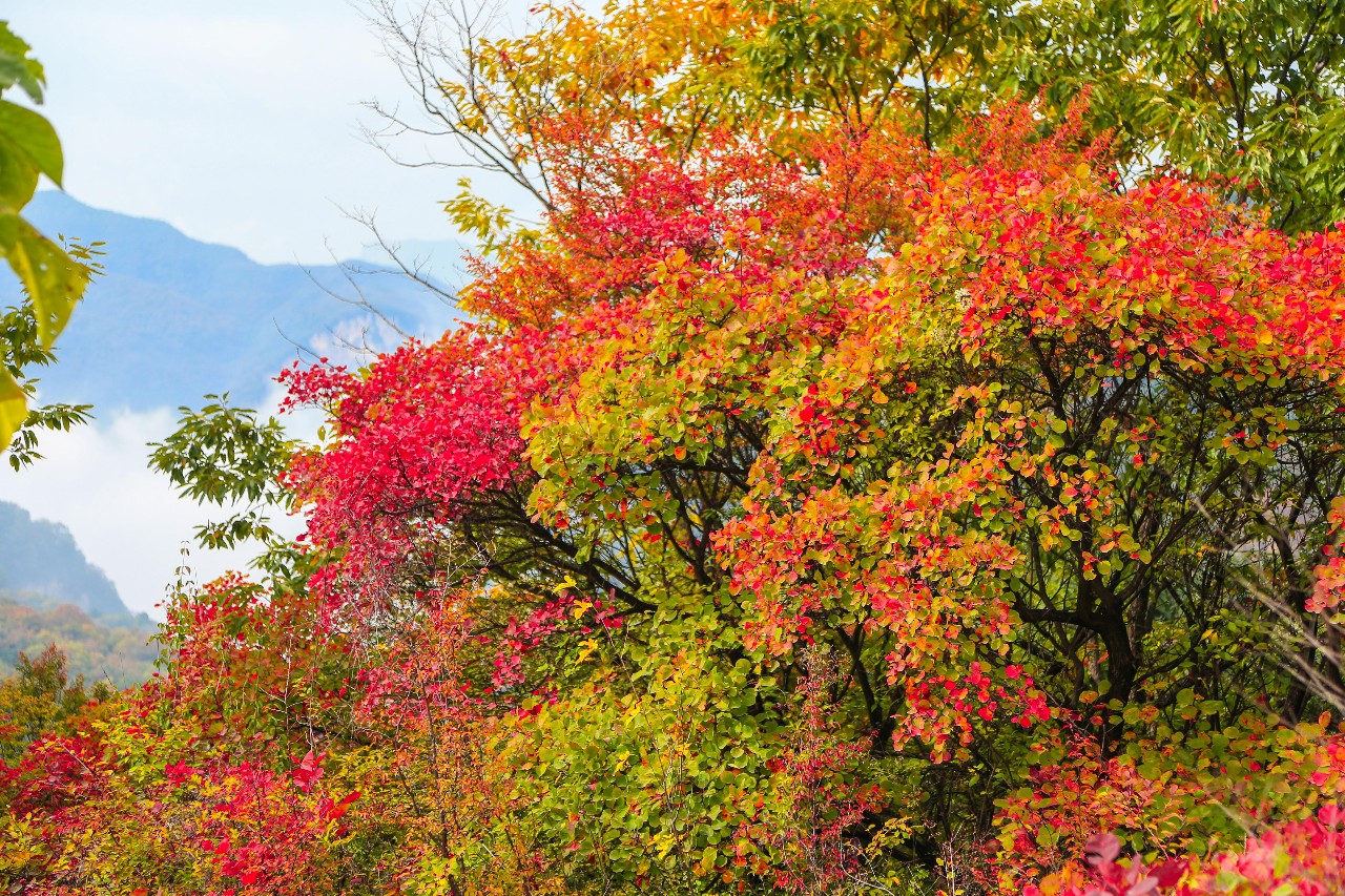 近千名师生！云台山再掀研学旅热潮！