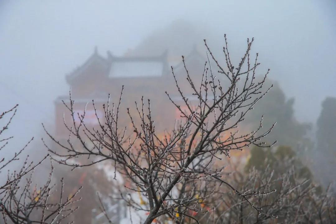 下大雪的茱萸峰美得不像话！