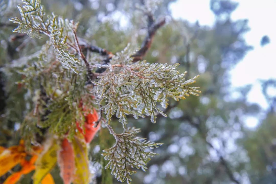 下大雪的茱萸峰美得不像话！