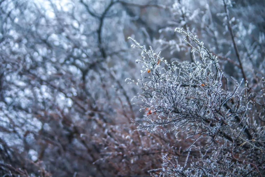 下大雪的茱萸峰美得不像话！