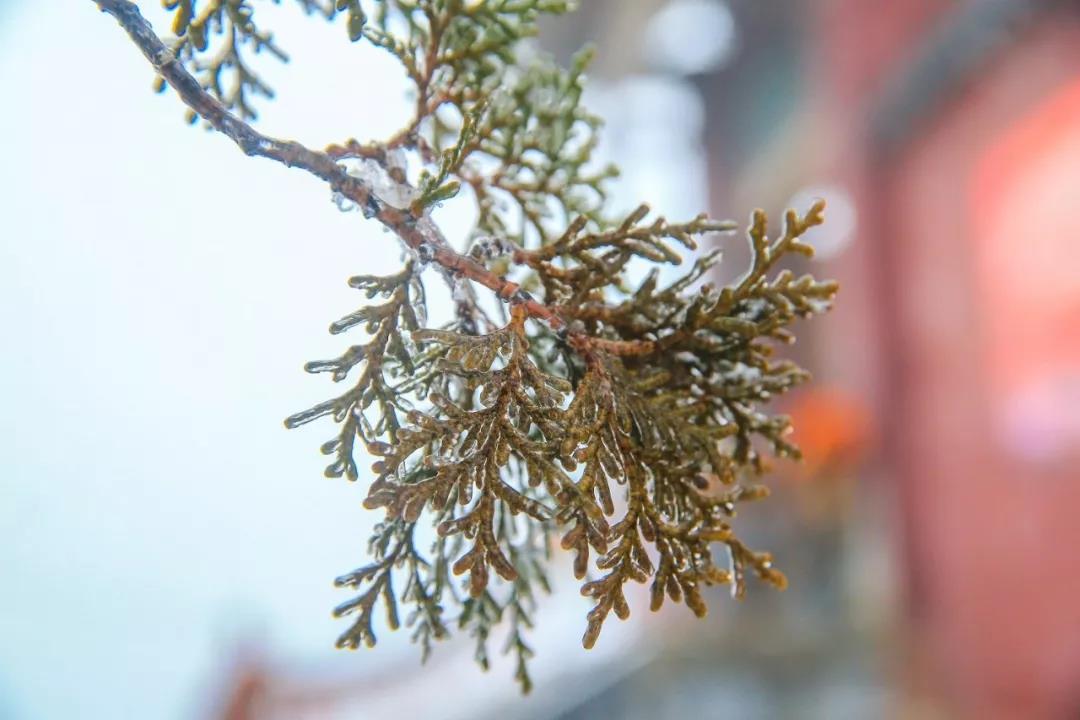下大雪的茱萸峰美得不像话！