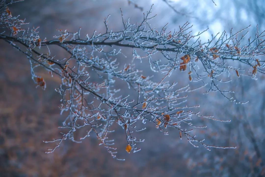 下大雪的茱萸峰美得不像话！