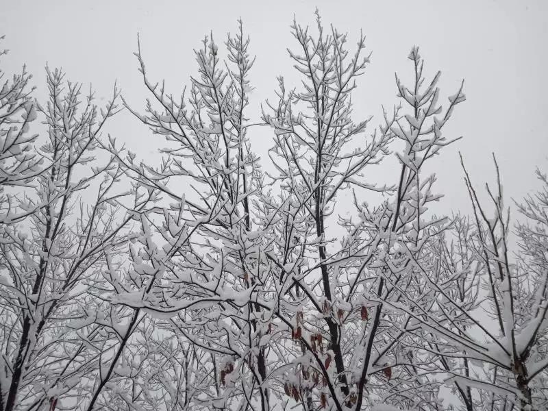 你那里下雪了吗？