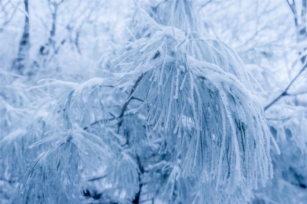 美不胜收！看雾淞观雪景，有雪有你这个冬天才完整