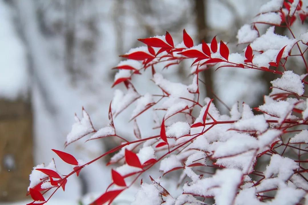 一场雪，让云台山变了个模样！简直美爆了！