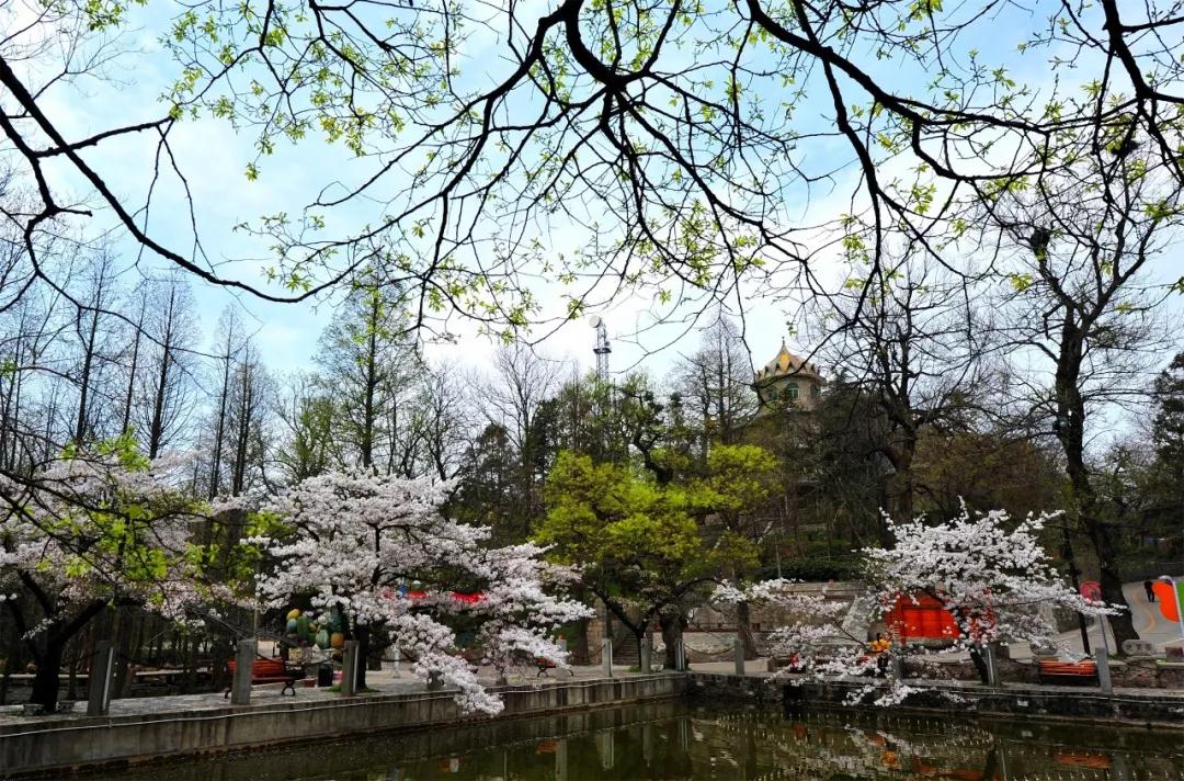 二月二丨待疫情过去，来鸡公山观春色，赏美景，嗅花香！