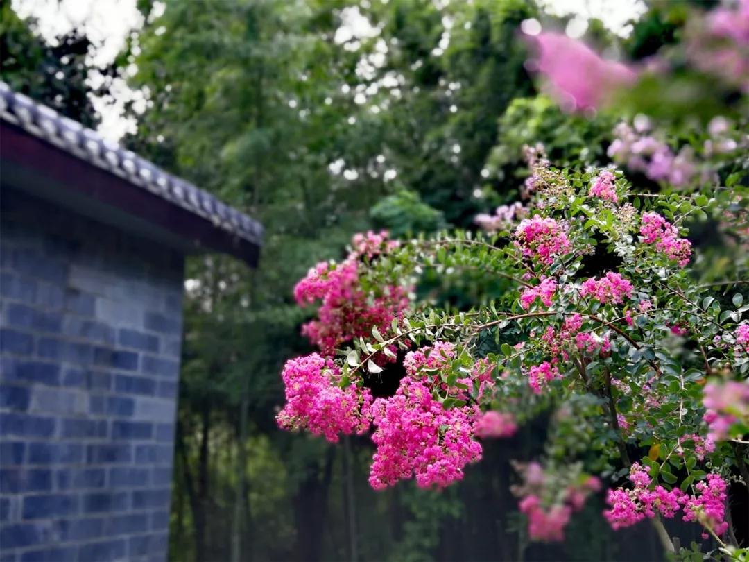 二月二丨待疫情过去，来鸡公山观春色，赏美景，嗅花香！