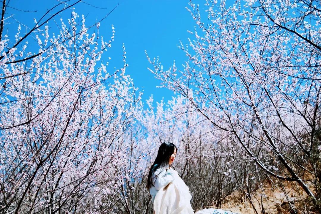 【公告】鹤壁云梦山景区3月12日起恢复开放！