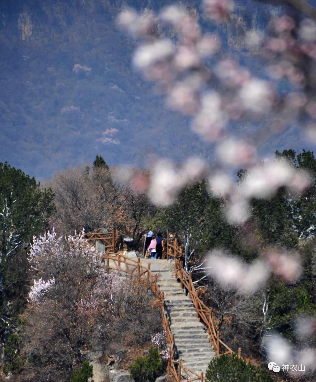 【公告】神农山景区3月14日起恢复开放！