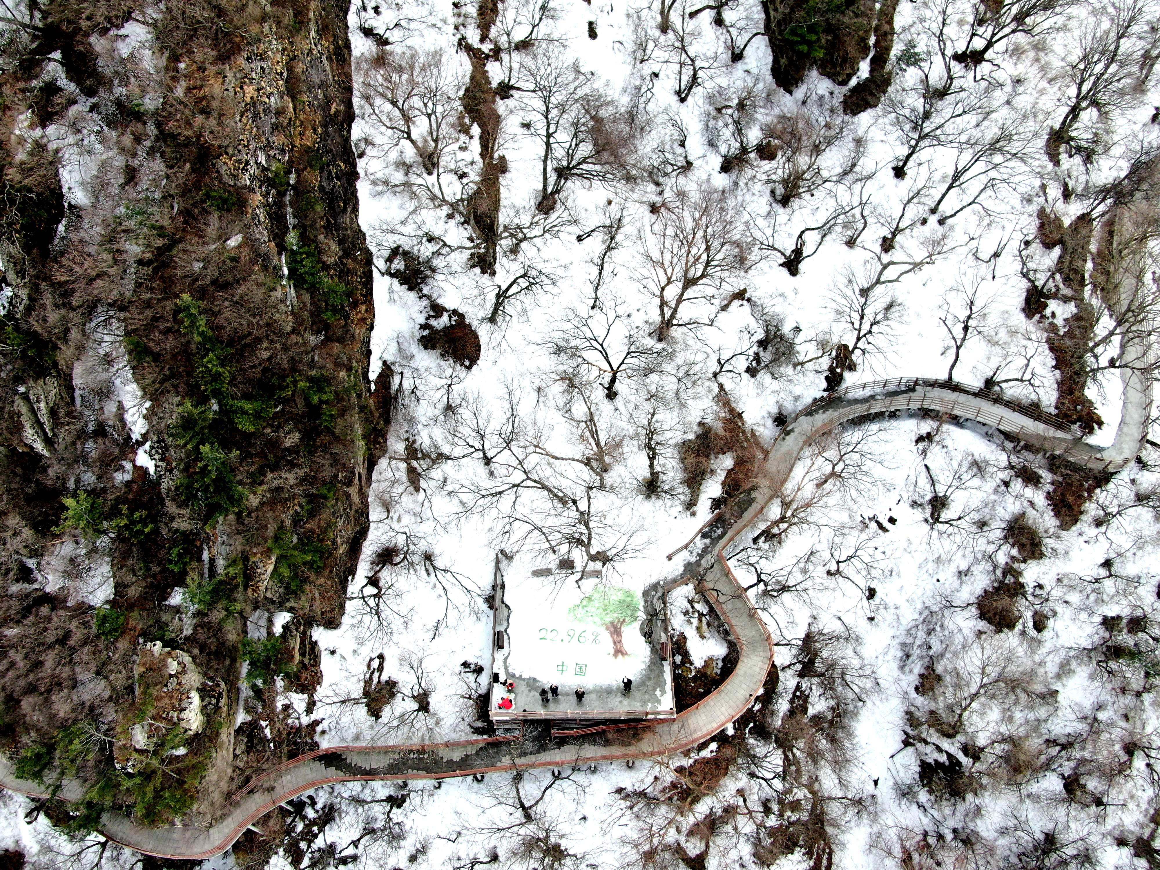 老君山|山间雪地作画纪念中国森林覆盖率达22.96%