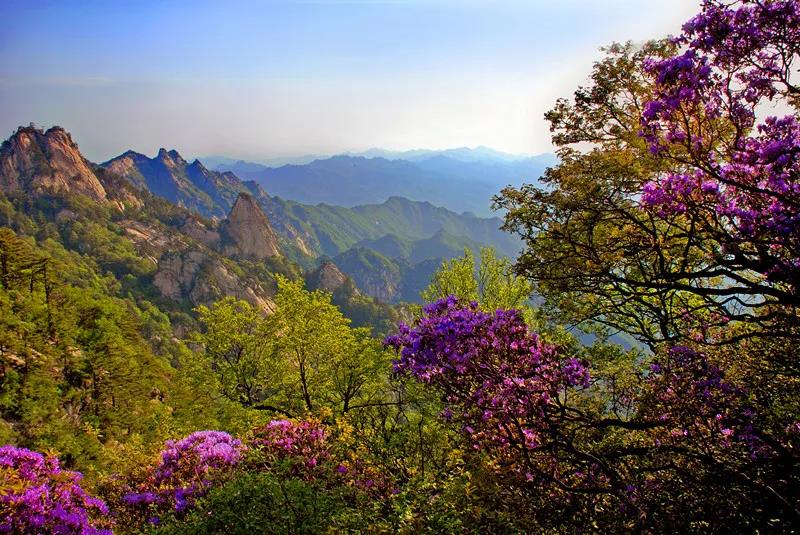 五月醉尧山 寻芳赏杜鹃