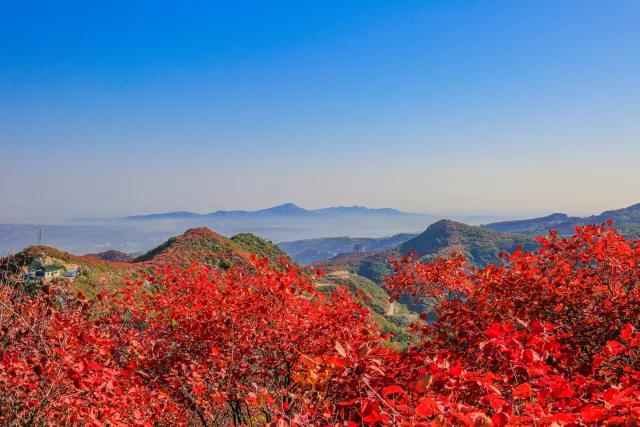 巩义长寿山第十二届红叶节启幕，漫山红叶等你来赏