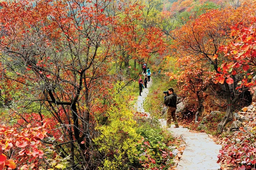 巩义长寿山第十二届红叶节启幕，漫山红叶等你来赏