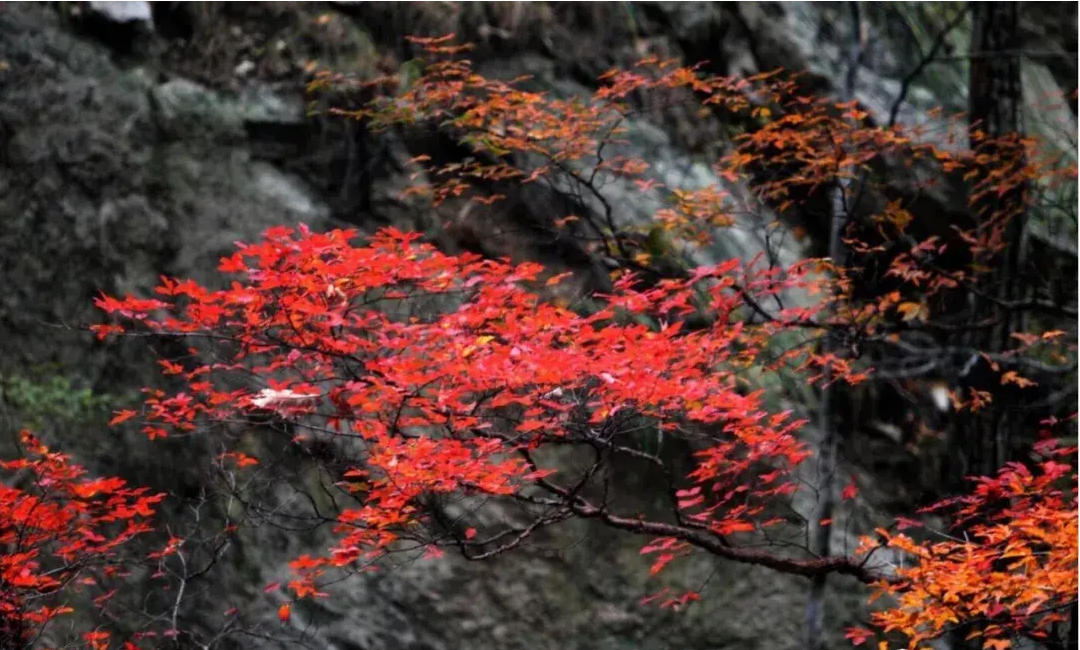 中国风景名胜区协会年度会议定在尧山温泉旅游度假区召开