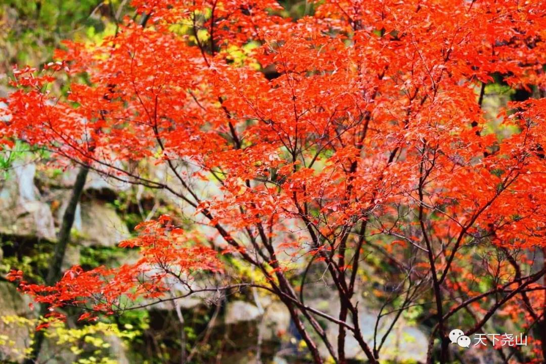 平顶山市第十届（尧山）醉美红叶节丰盈启幕