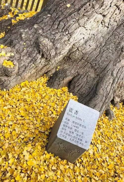 嵩山少林一年中最美的时节
