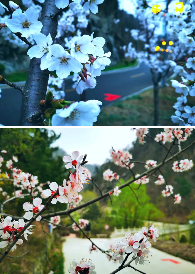 静美天河谷：随春天一起醒来，与山花一起烂漫！