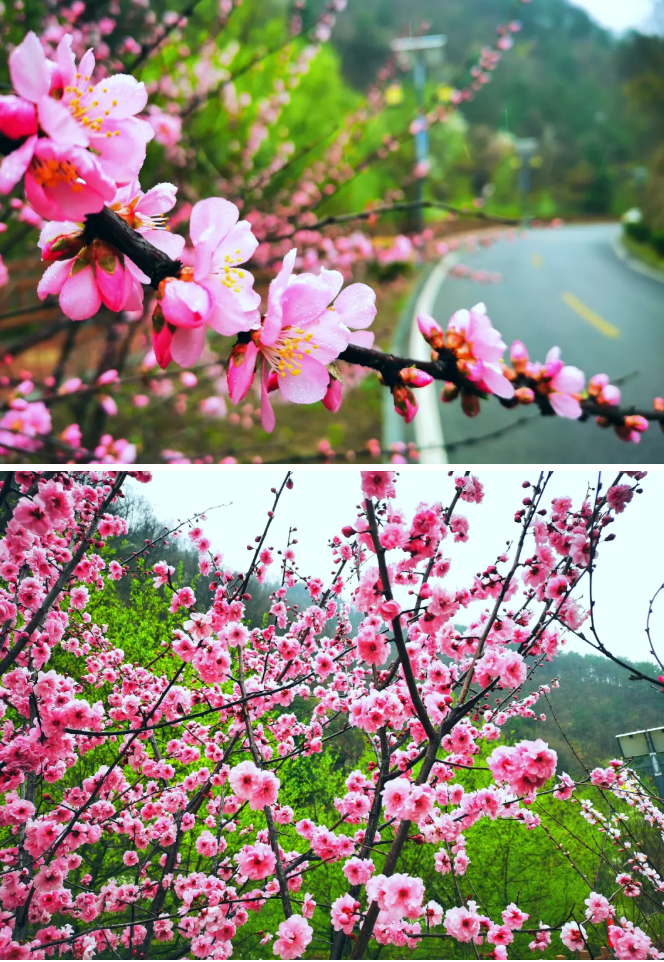 静美天河谷：随春天一起醒来，与山花一起烂漫！