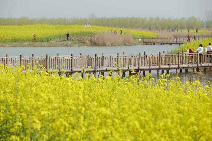 春花烂漫，画舫游园，我在封丘万亩油菜花海等你