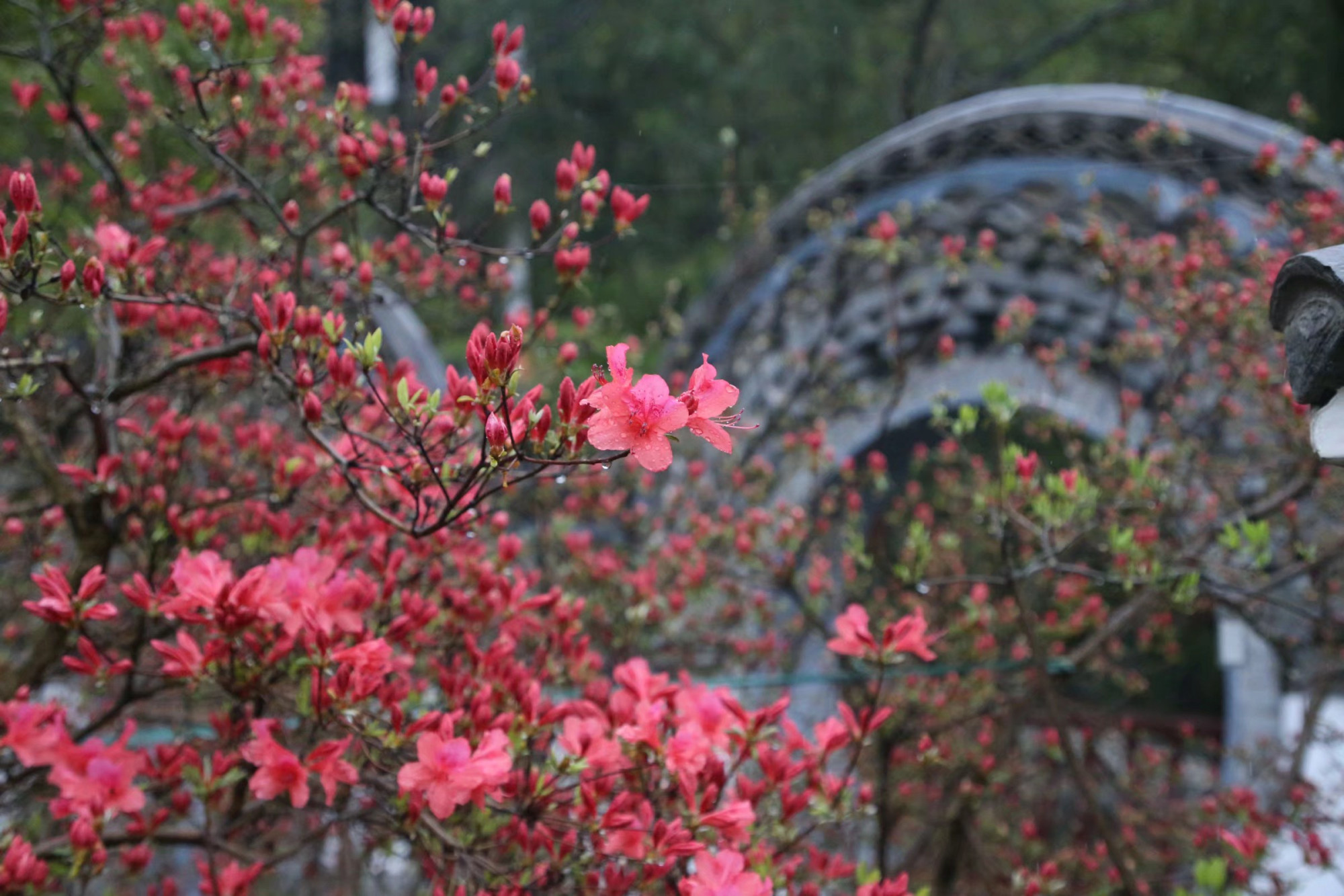 实施全域旅游  打造文旅强县 第二十届河南·汝阳杜鹃花节暨炎黄文化节开幕